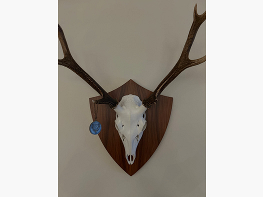 Ich hab aus Kirschbaumholz selbstgemachte Trophäenschilder für Dam- und Sikawild.