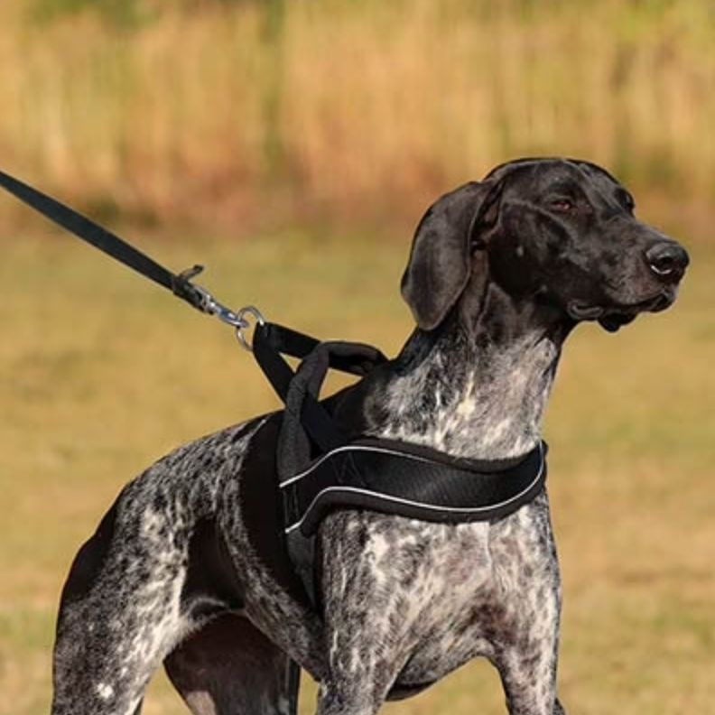 Norweger Geschirr für Hunde: Ein umfassender Leitfaden und wichtige Hinweise