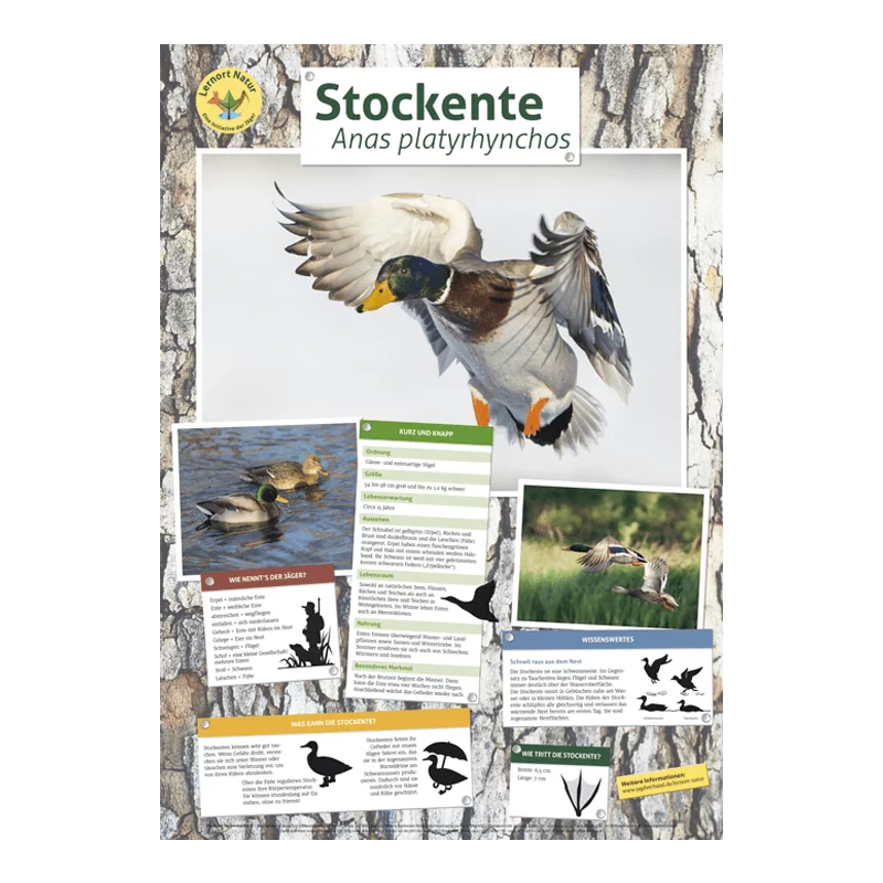 Lieu d'apprentissage nature - Affiche du canard colvert
