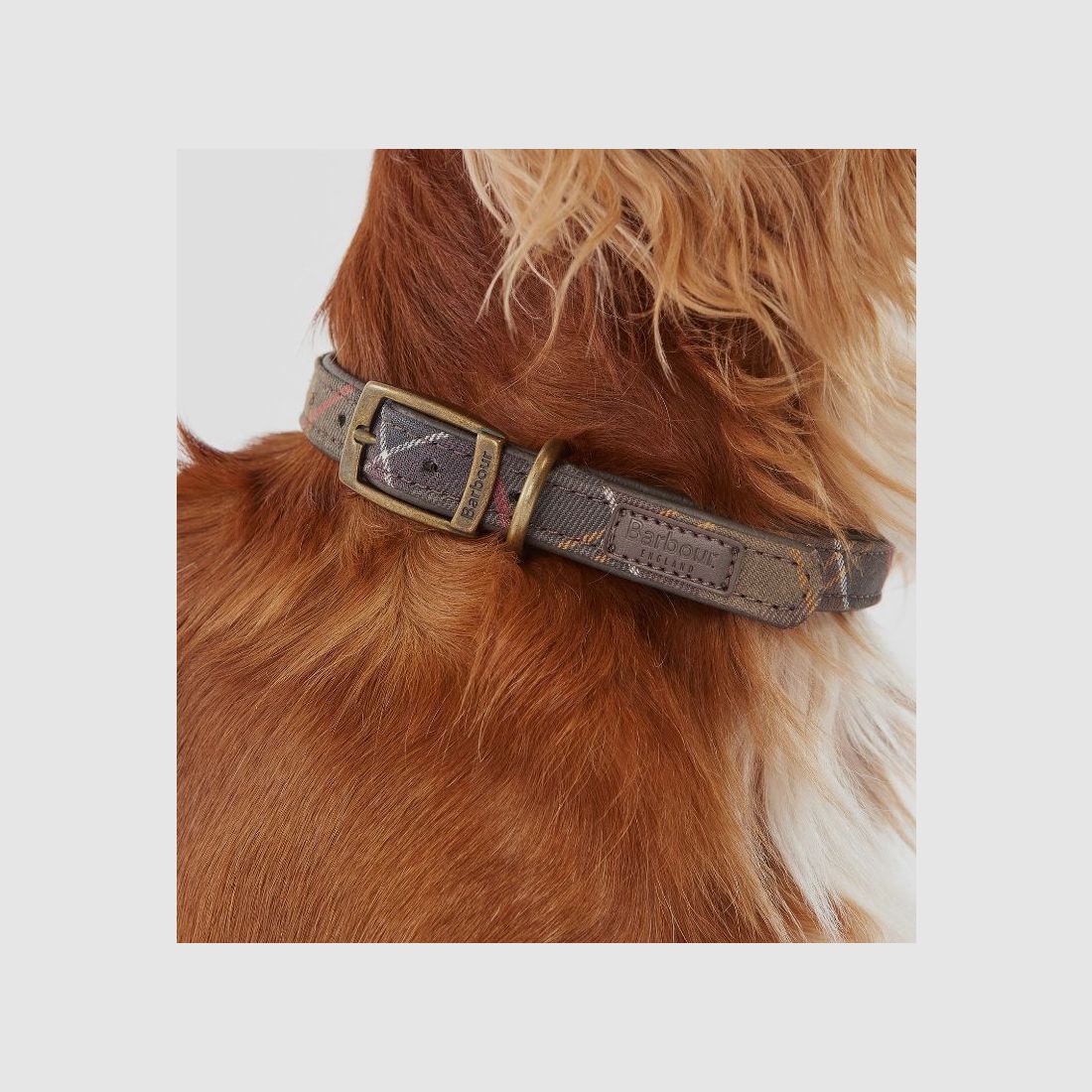 Barbour Hunde Halsband Tartan, Bild 10 von 10