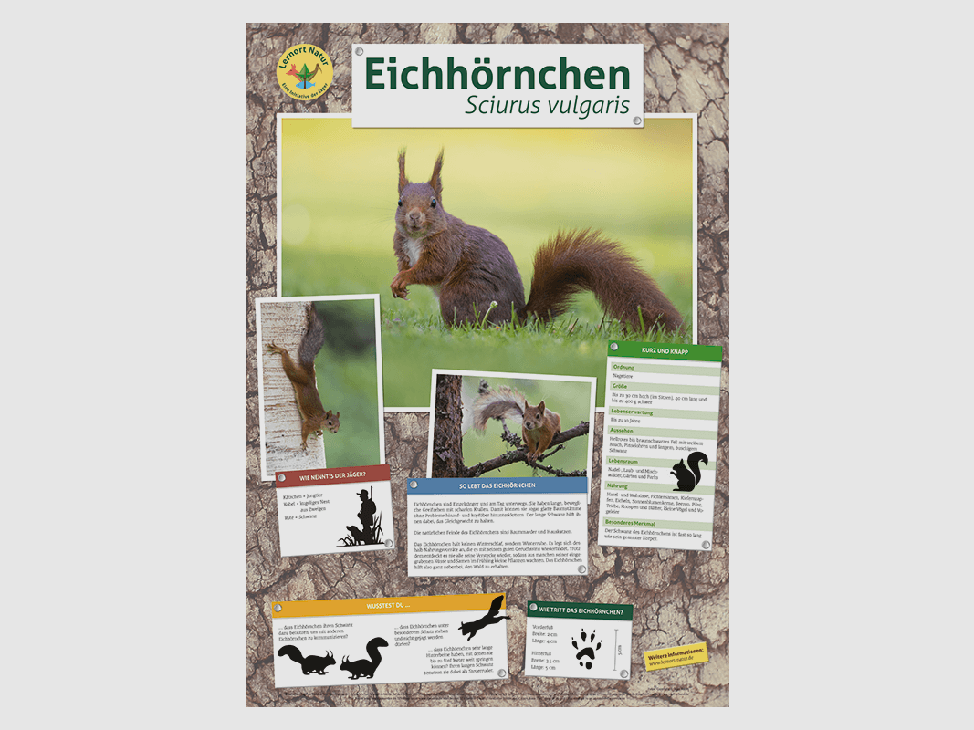 Lugar de aprendizaje naturaleza - Póster de ardilla