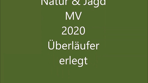 Natur & Jagd MV 2020 Überläufer erlegt