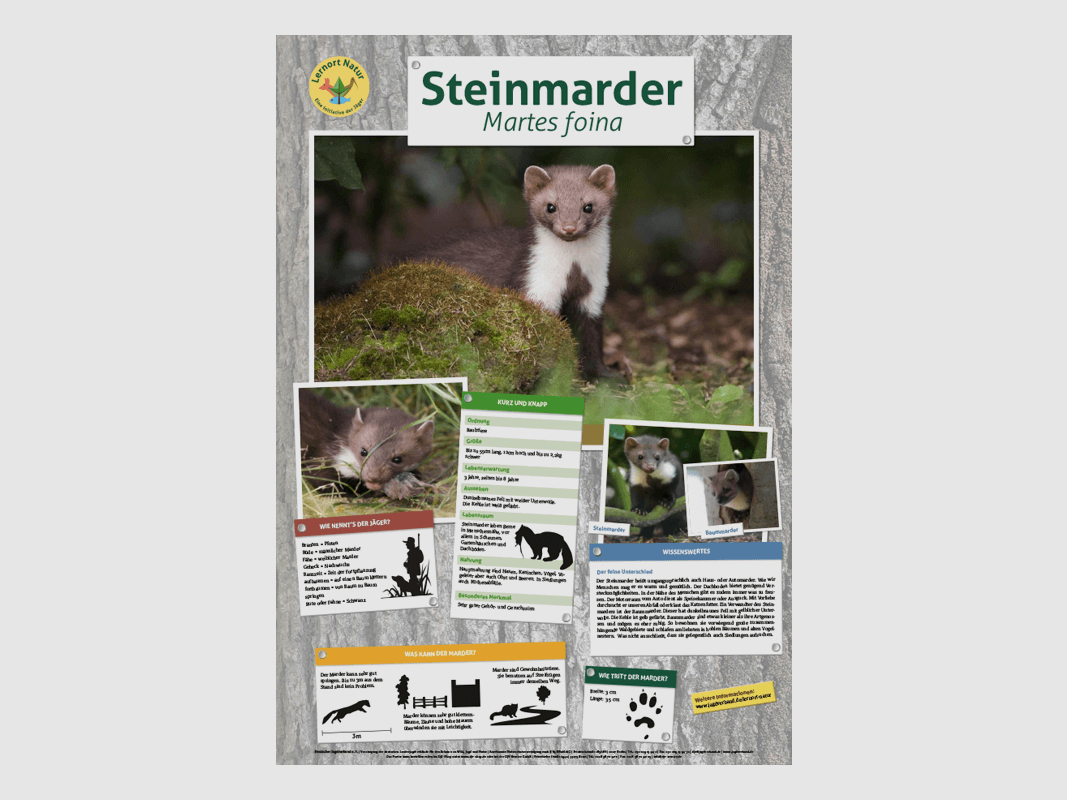 Miejsce nauki przyrody - Plakat zwierząt Marder