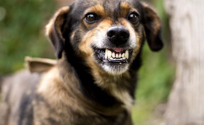 Zahnpflege für Hunde - warum es wichtig ist und wie du es selbst machen kannst