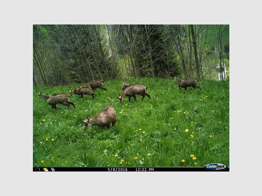 Fotofalle Cuddeback C2 IR, Bild 3 von 5