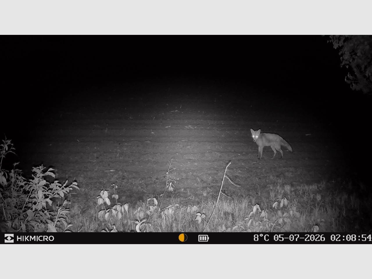 HIKMicro caméra de chasse T16, image 11 sur 11