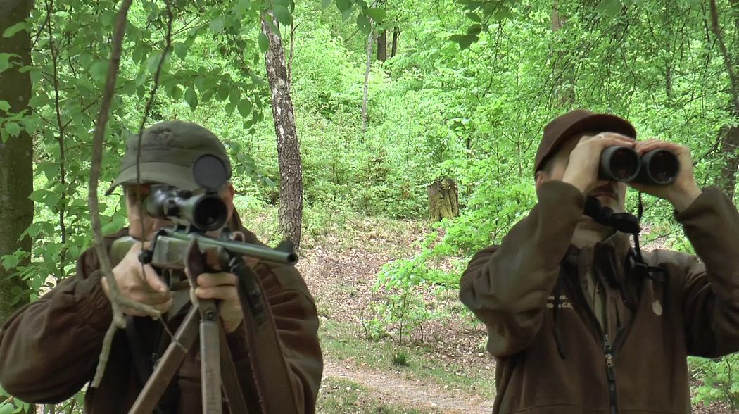 Sau bei bestem Licht erlegt! Wild boar downed in sunlight!