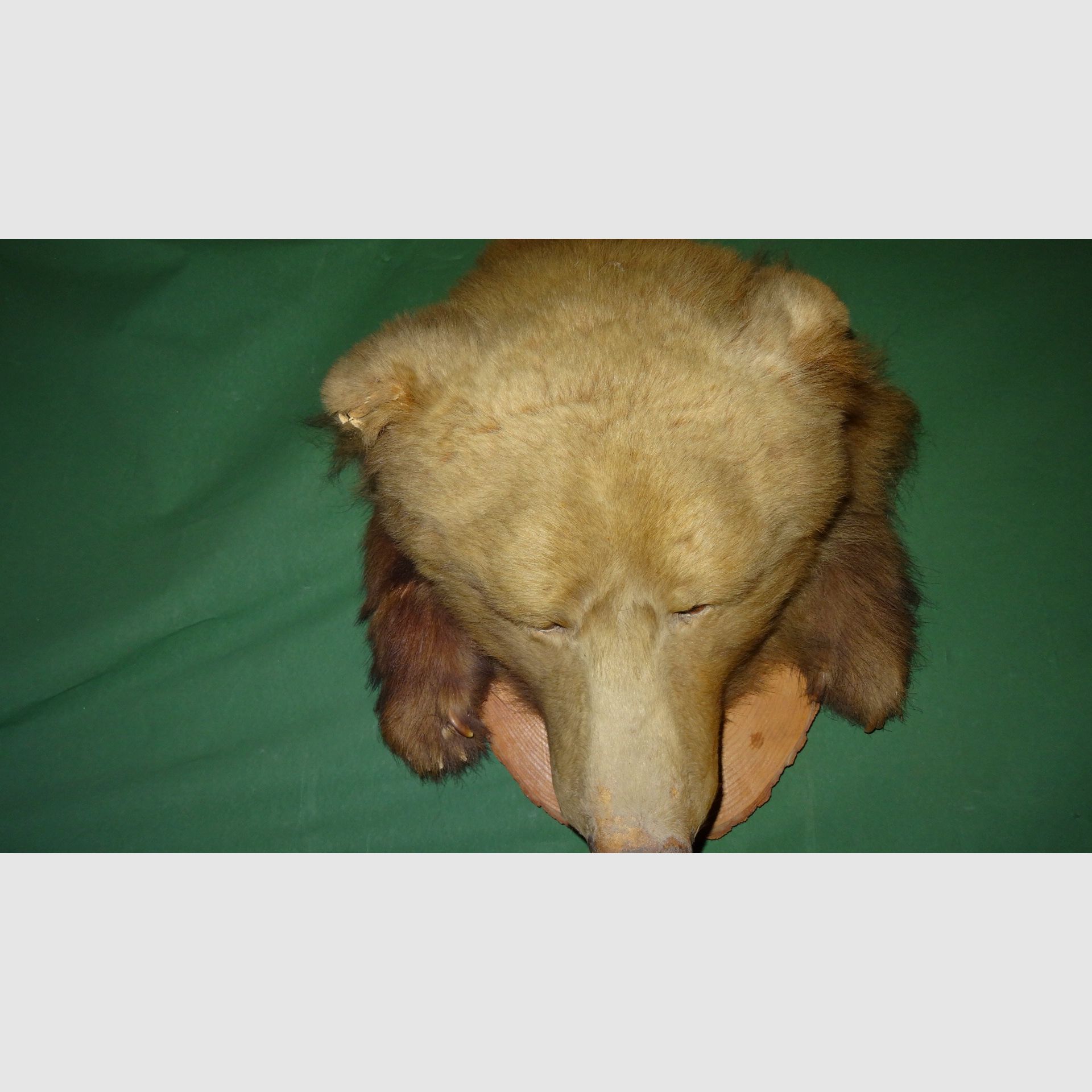 Cabeza de oso, trofeo, preparación como herencia, años 80, decoración