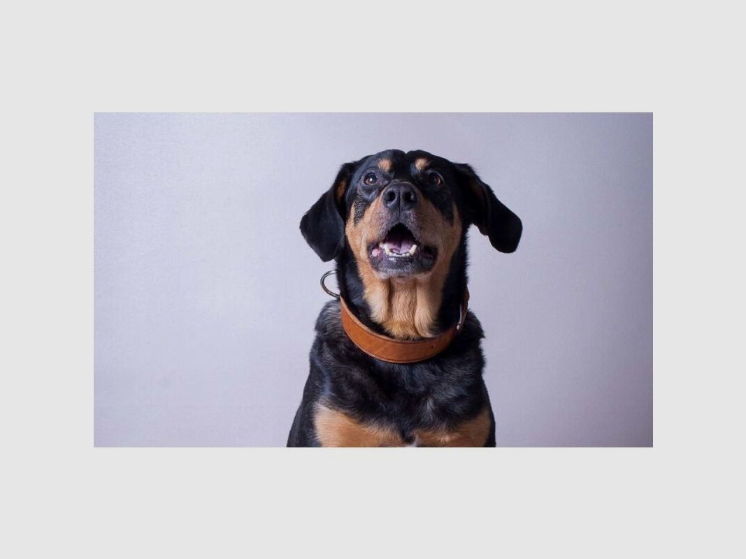 Das Lederband Hundehalsband Weinheim Maroon