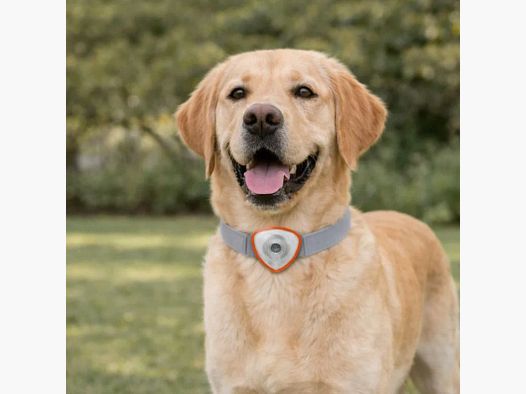 Répulsif électronique anti tiques et puces pour chien et chats orange