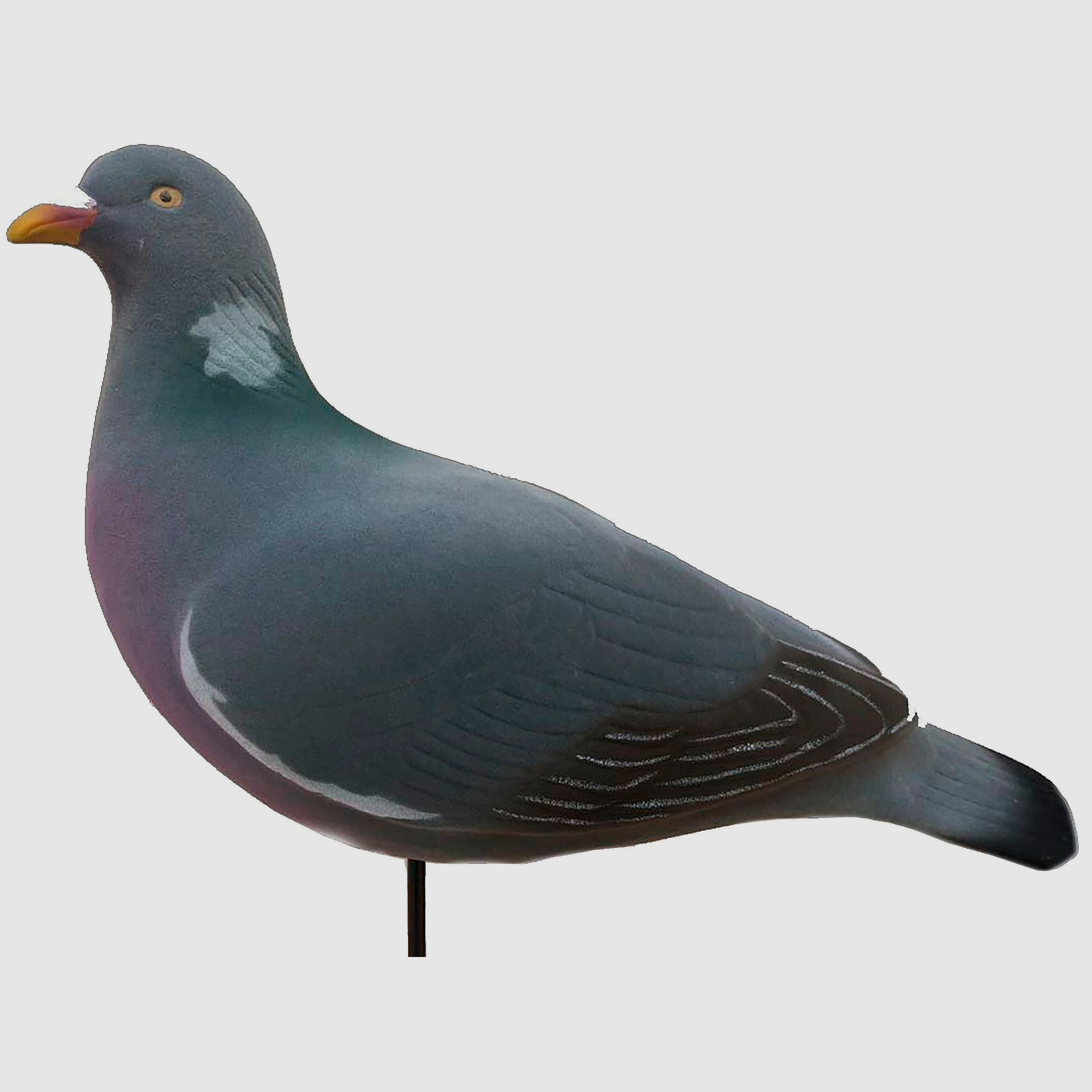 Final Approach Decoy Set Pigeons Last Pass