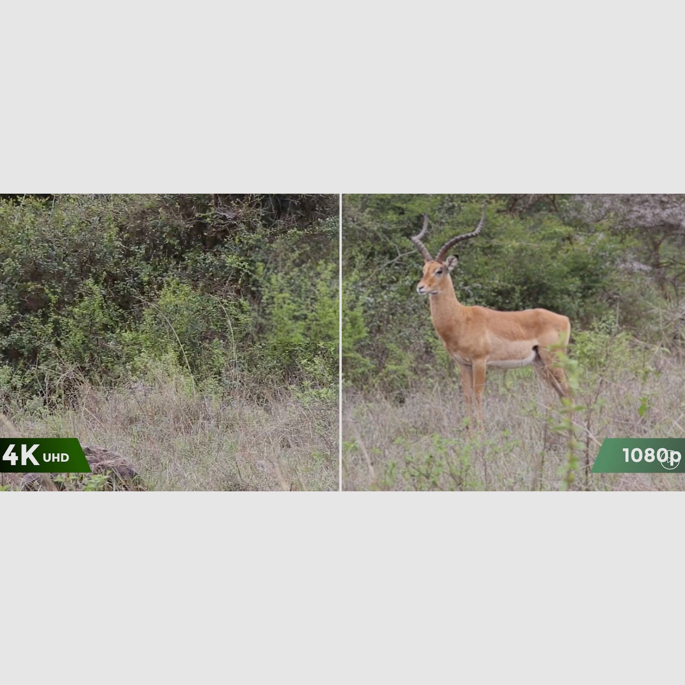 Reolink Go Ranger PT mit Solarpanel 4K 4G LTE Wildlife Camera mit 360 Grad Sicht