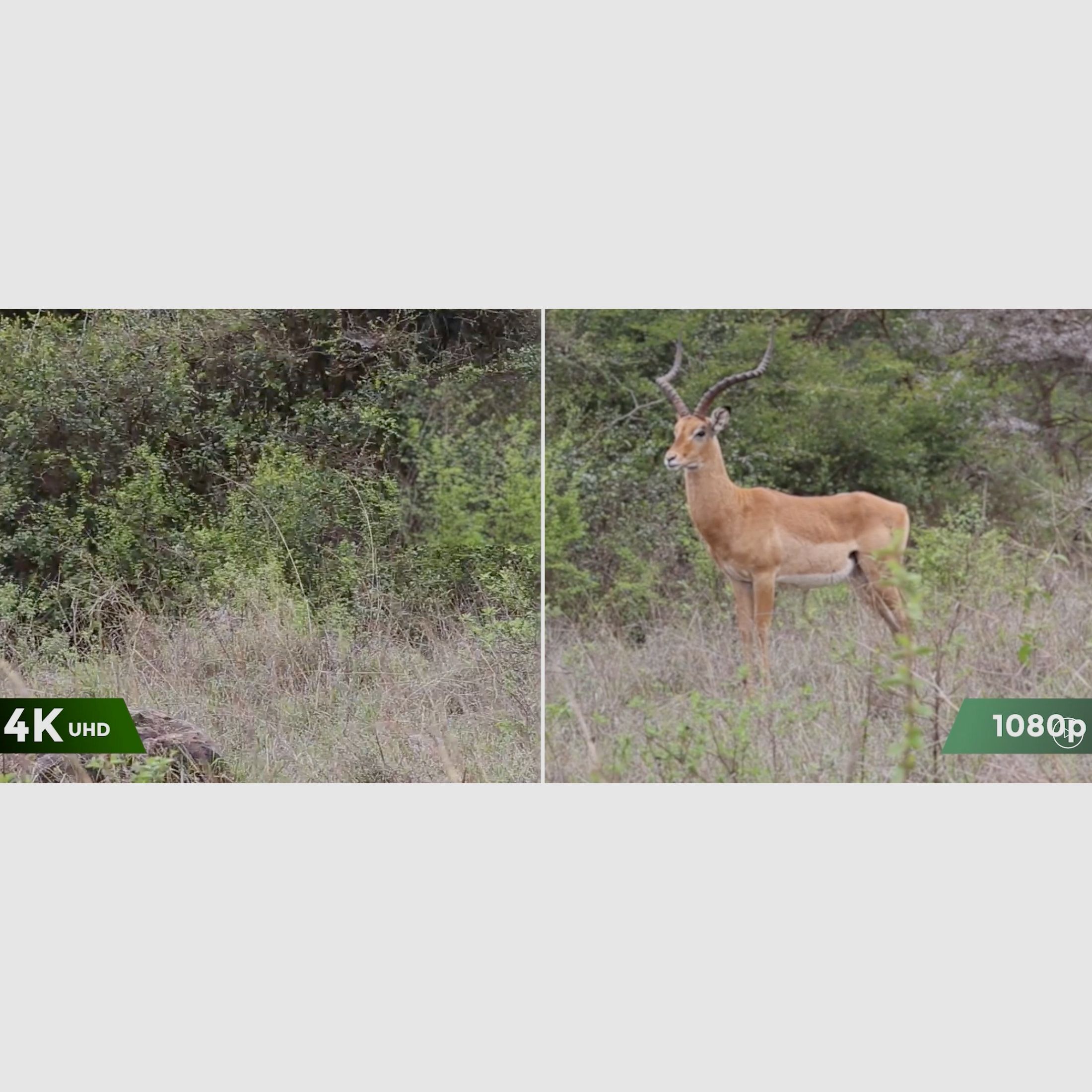 Reolink Go Ranger PT mit Solarpanel 4K 4G LTE Wildlife Camera mit 360 Grad Sicht