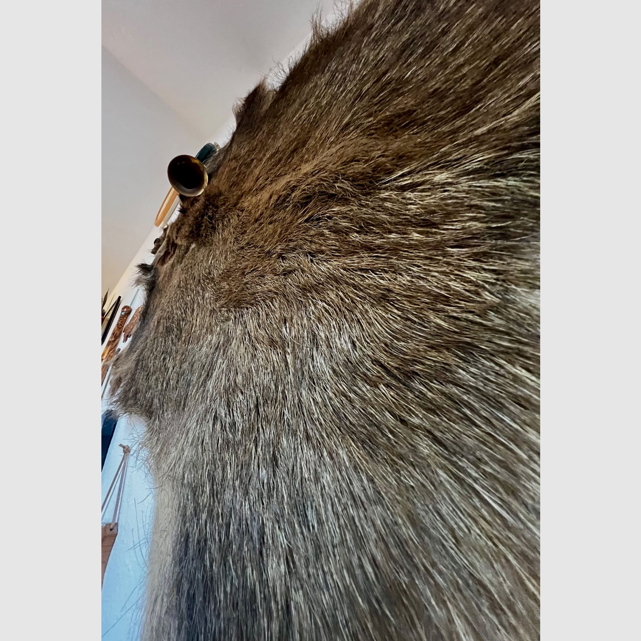 Hiver, sanglier, peau !, image 6 sur 8