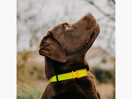 HP&G Hundehalsband 19mm Gelb