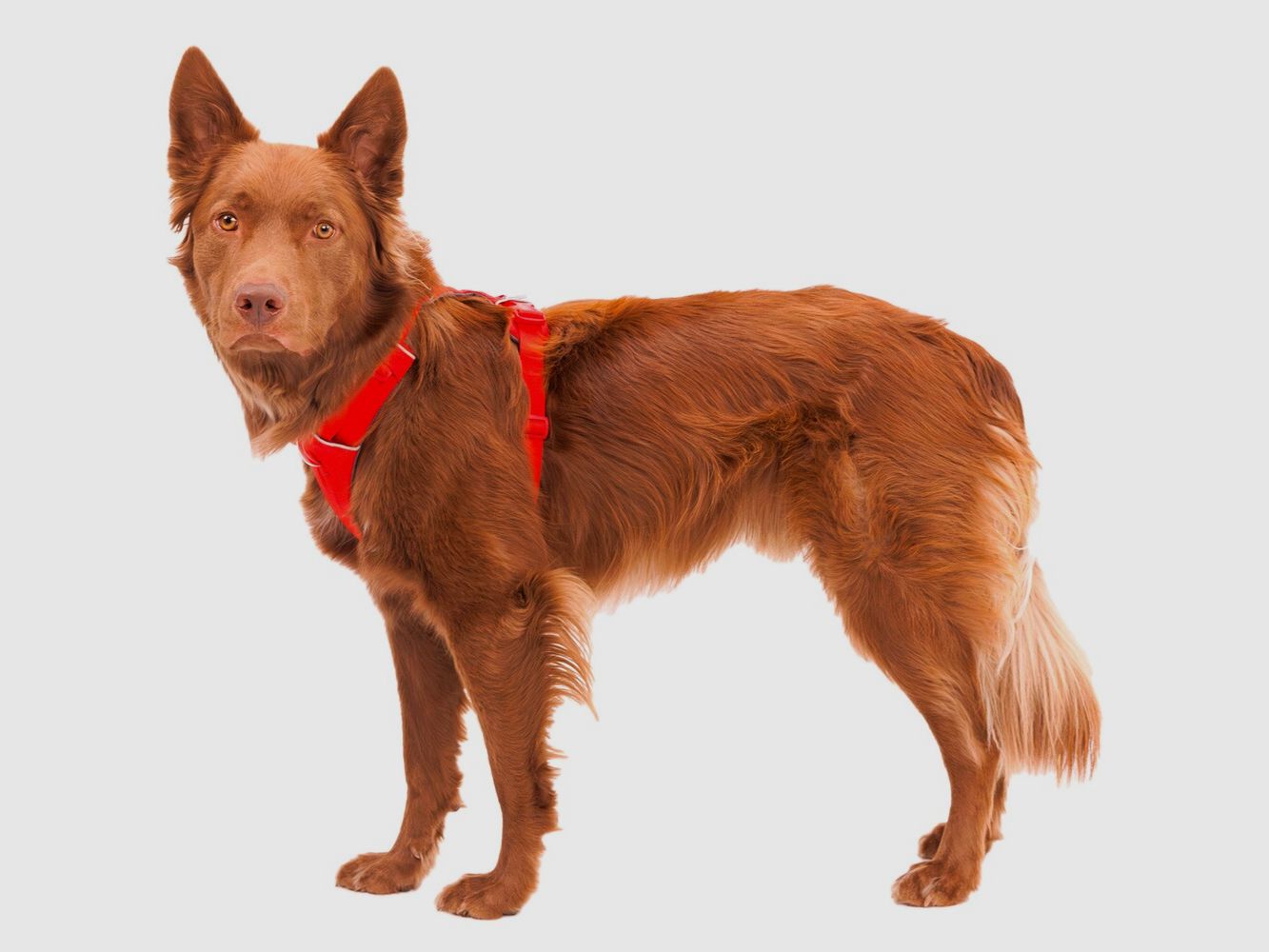 Ruffwear Front Range™ Dog Harness (Size S (chest circumference 56-69 cm) – Red Canyon), imagen 7 de 7