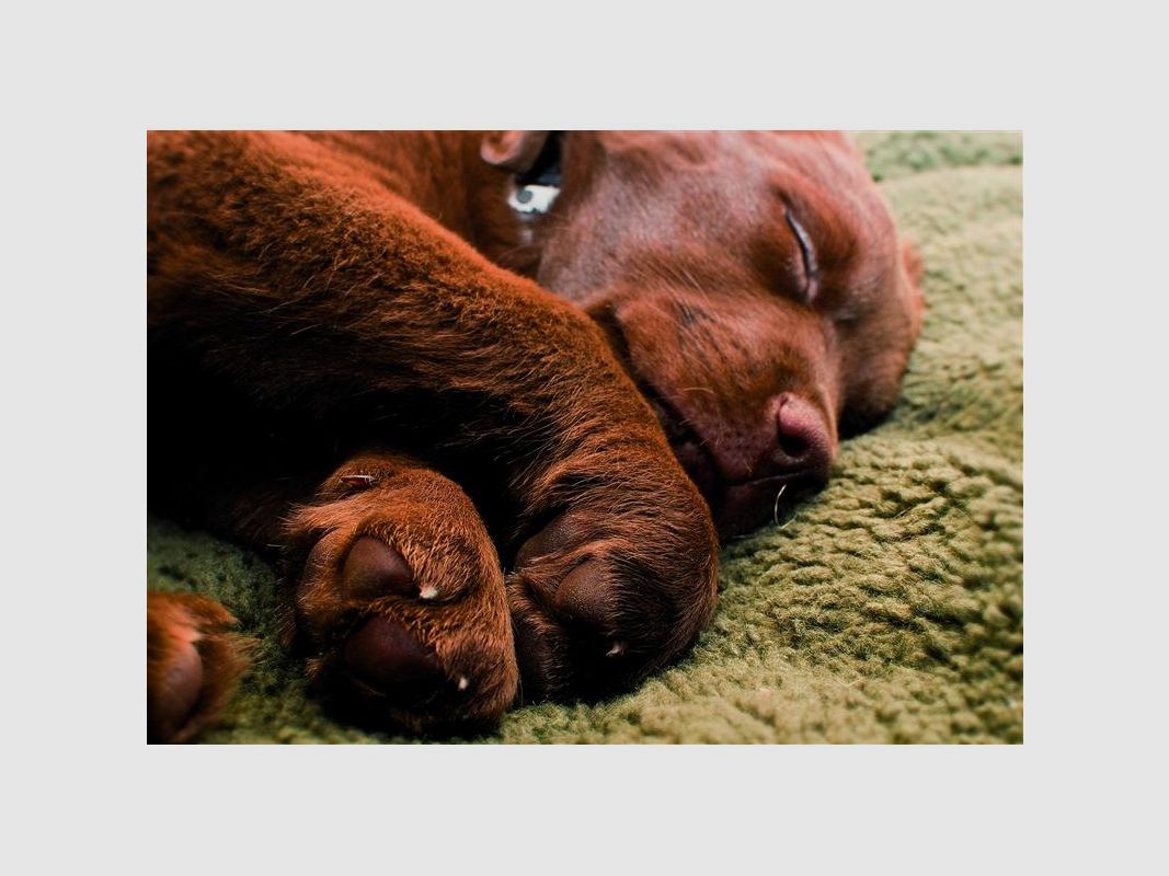 Pro-Thermo Hundematte 70 x 100 cm, Bild 5 von 5