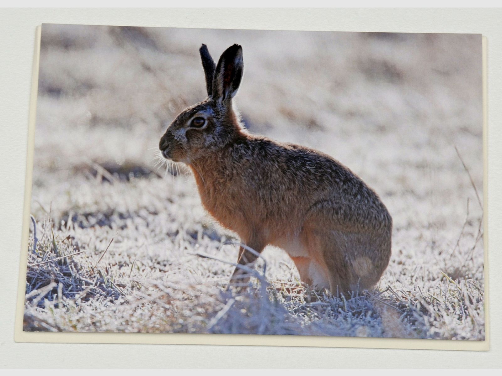 Grußkarte Hase