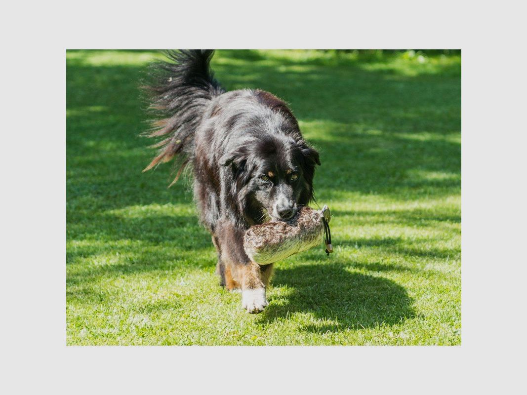Farm-Land Dummy para Perros de Piel Completa, imagen 3 de 3