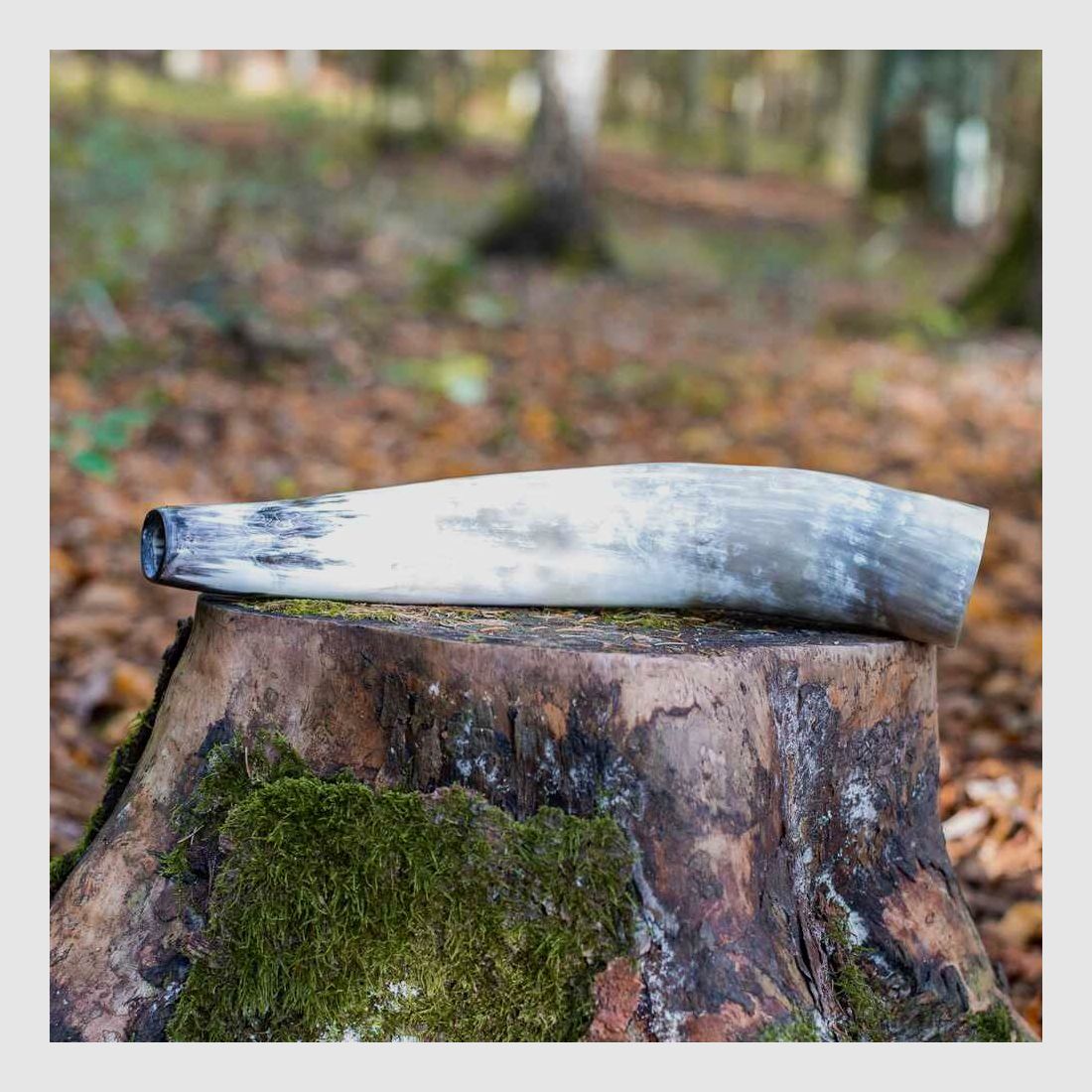 Weisskirchen Hirschruf Ochsenhorn, Bild 2 von 2