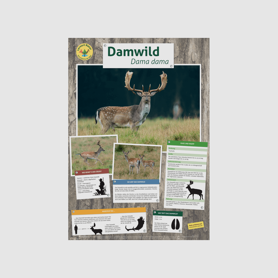 Leerplek Natuur - Damwild Poster