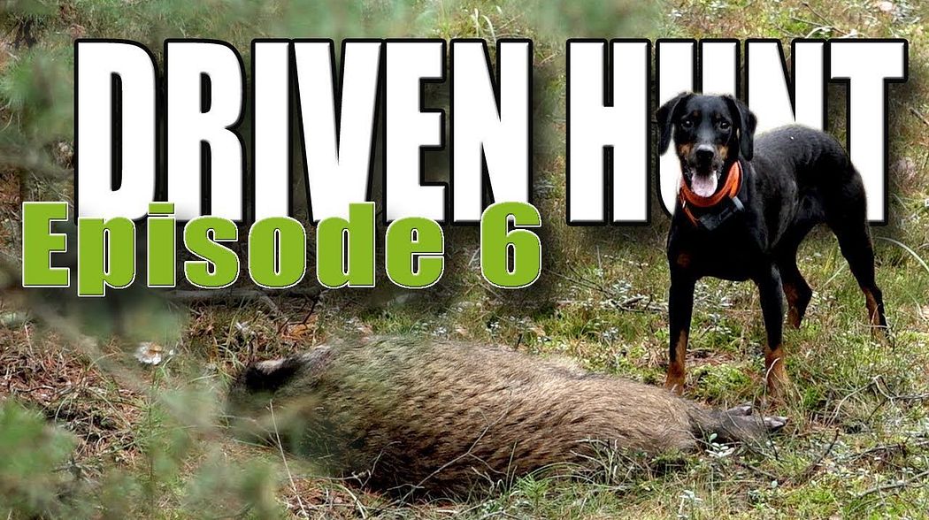 DRIVEN HUNT EPISODE 6 - Wild boar in Germany (Drückjagd)