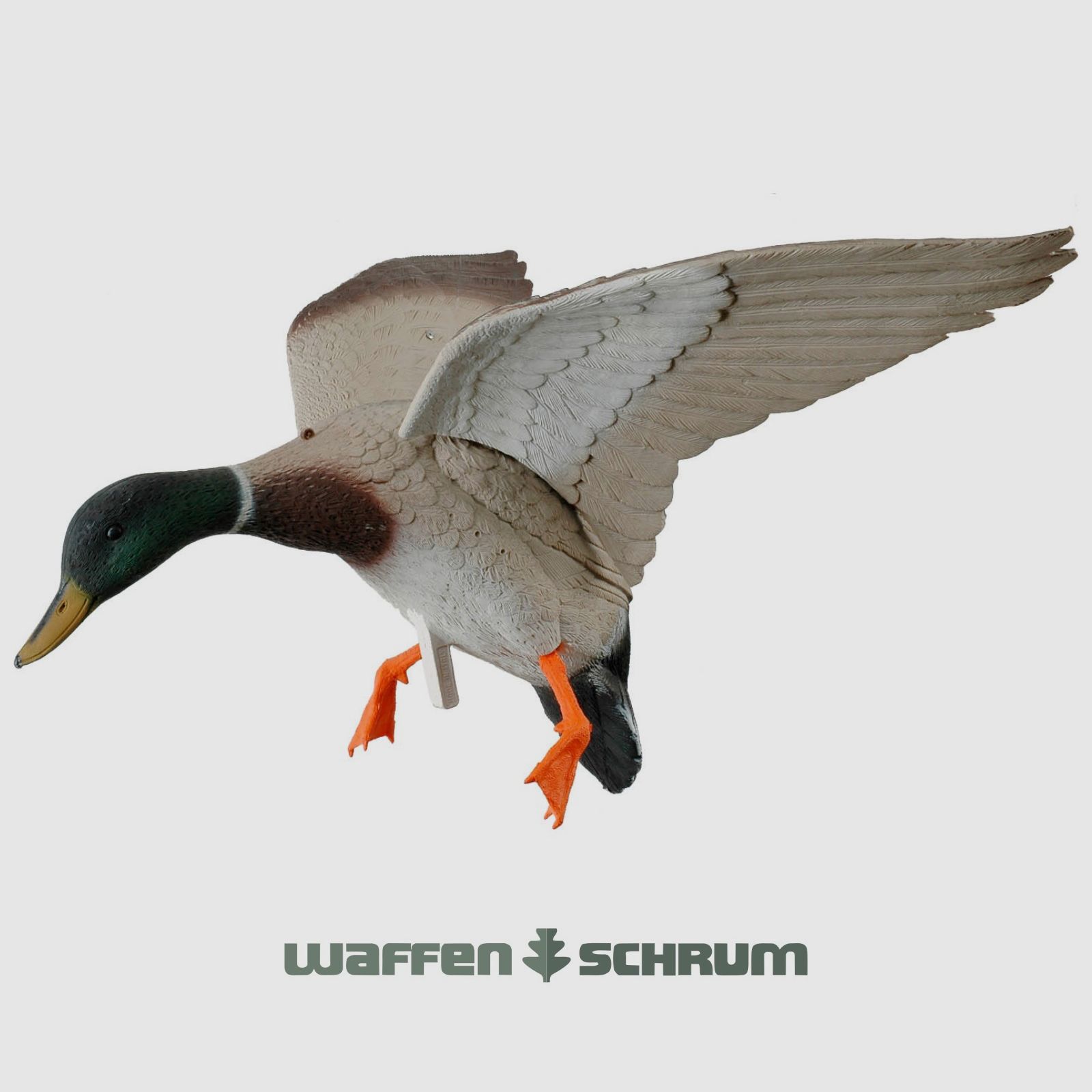 Lockente mit Schwingen im Landeanflug