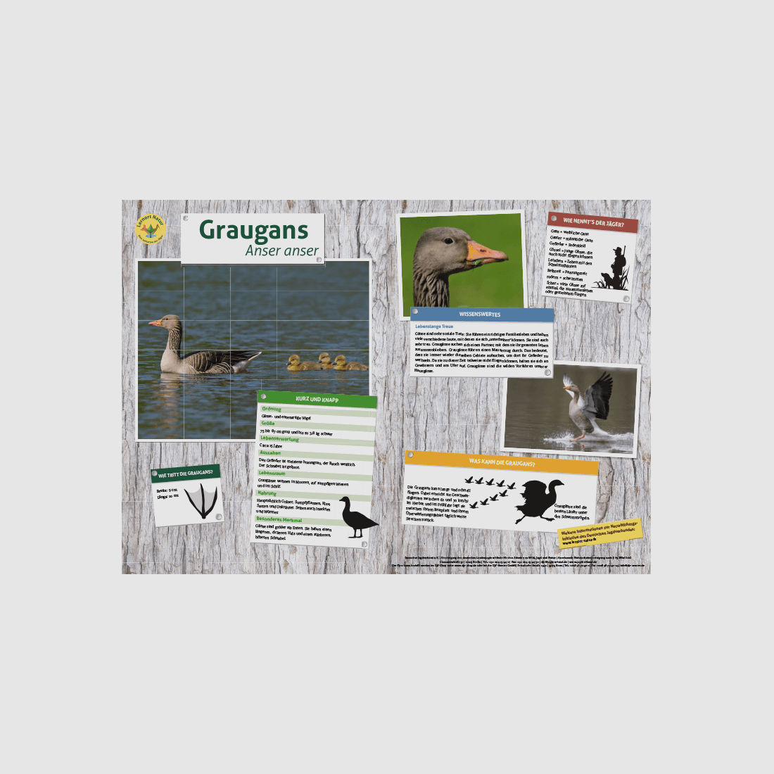 Lernort Natur-Tiertafel DIN A3 Graugans
