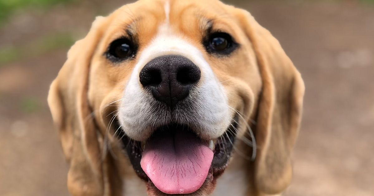 Stuhlgang beim Hund wie oft ist normal? Gunfinder