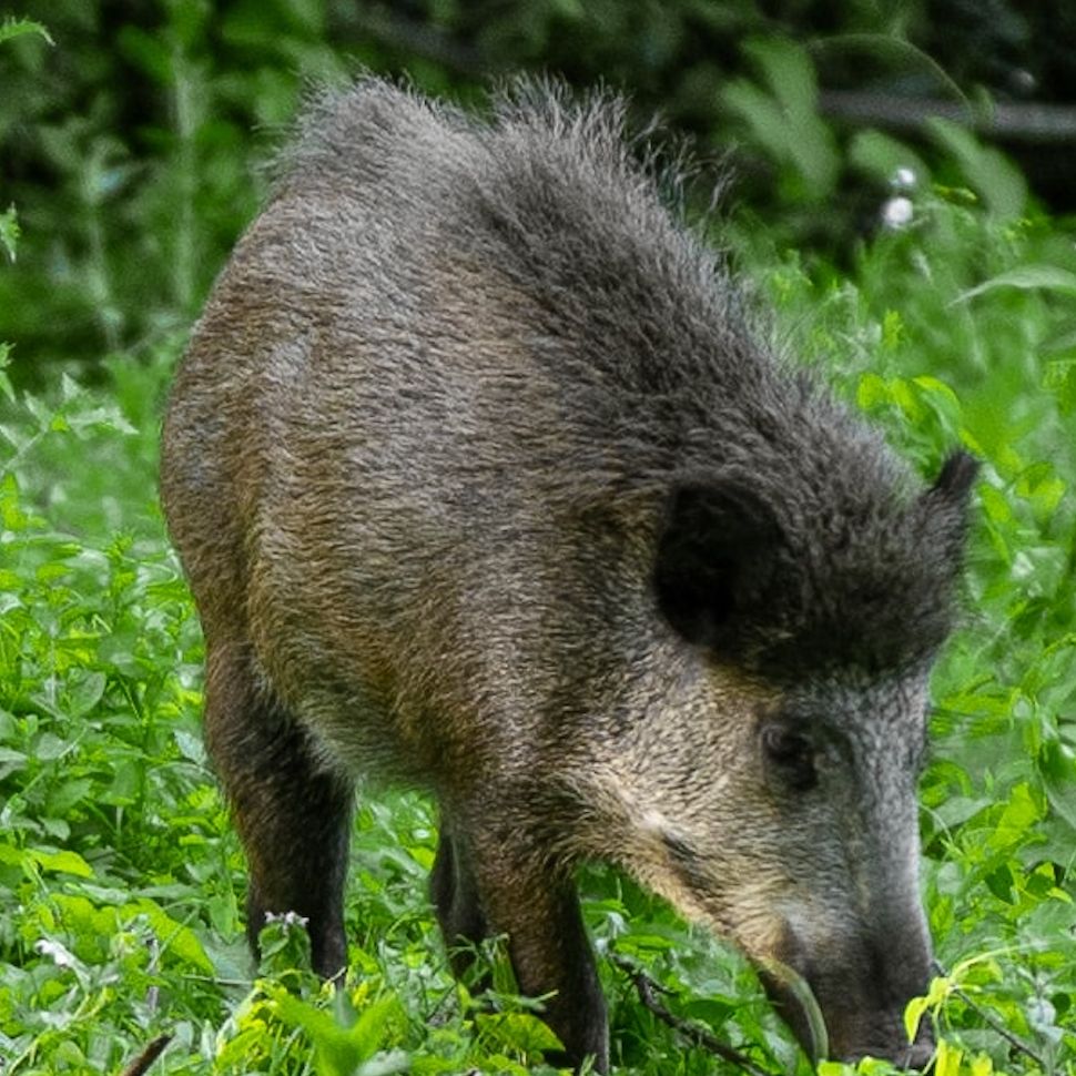 Wildschadensverhütung - die wichtigsten Infos