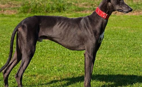 Rasseprofil: Greyhound