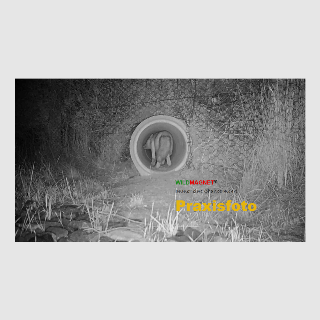 WILDMAGNET® Attrattivo Universale, immagine 3 di 3