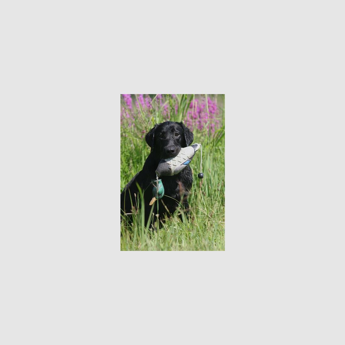 RYPO Hundedummy Ente - EZ-Bird, Bild 3 von 3