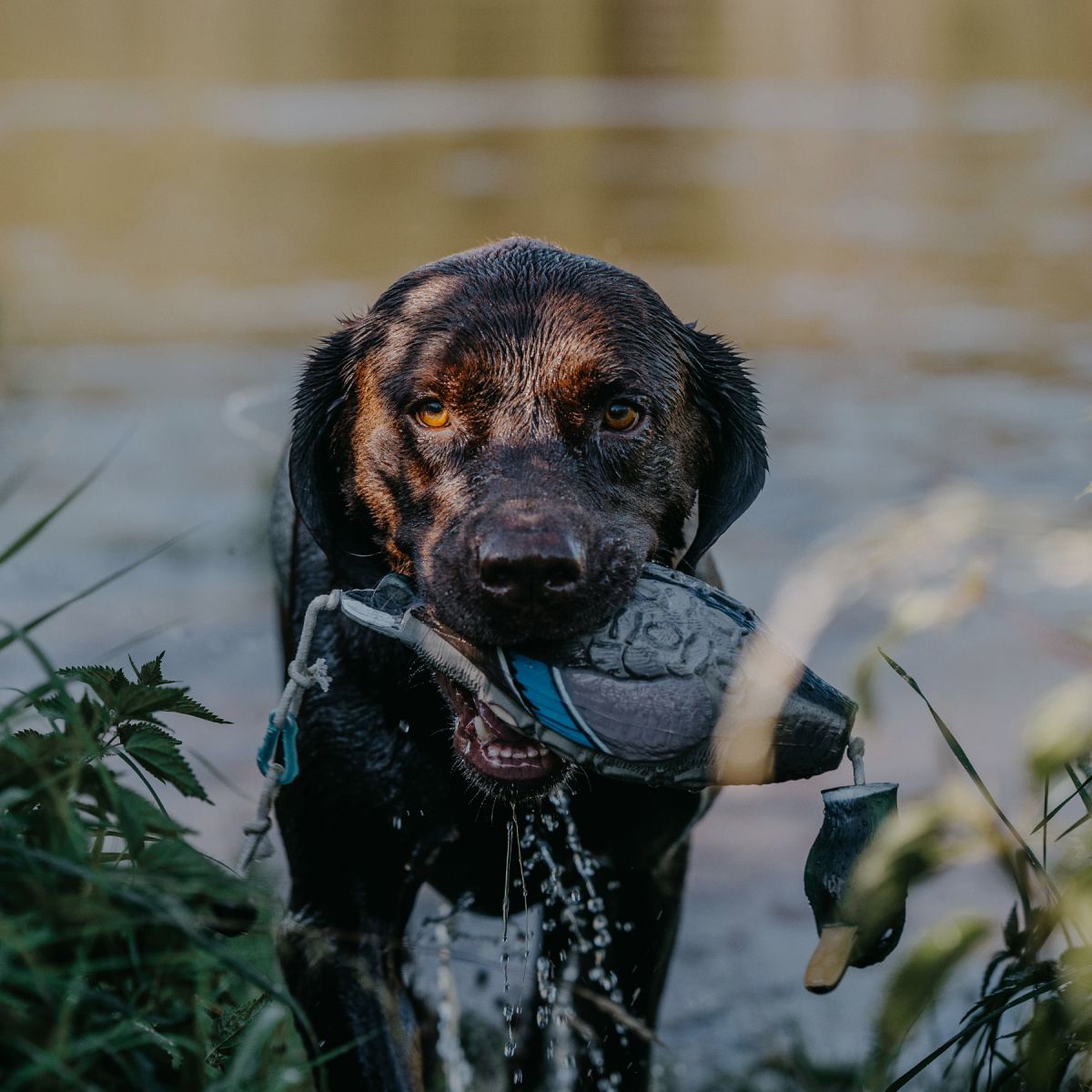 HP&G Apportierdummy Pato de Stock