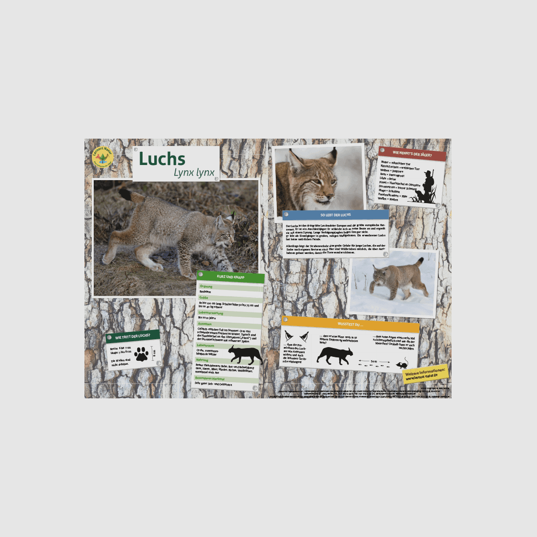 Lernort Natur-Tiertafel DIN A3 Luchs