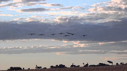 Duck Hunting Alberta ... Claudio Ongaro's Hired to Hunt Season Premiere   Trailer 720