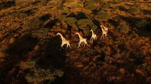 FASZINATION AFRIKA - Warum sie irgendwann jeden packt - JAGD TOTAL