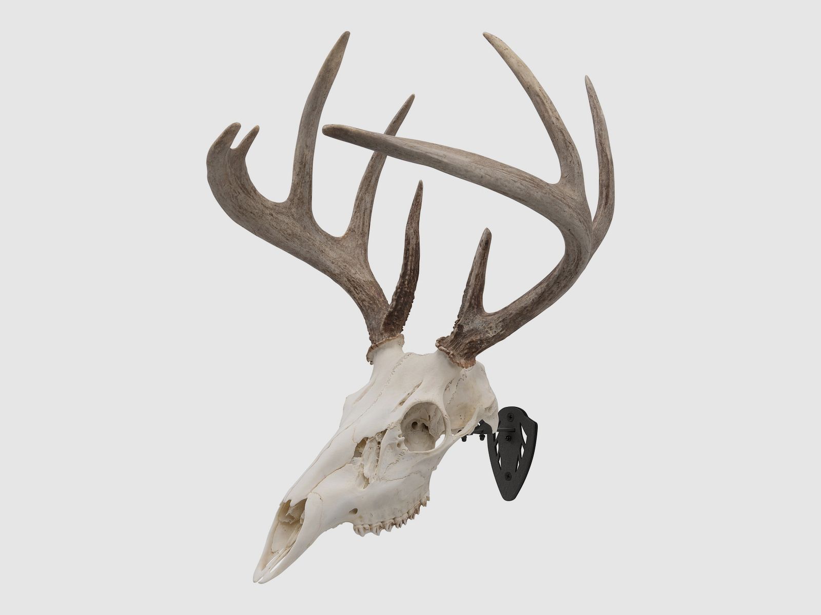EZ Mount Trophäenhalter Schwarz