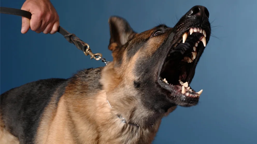 List Dogs