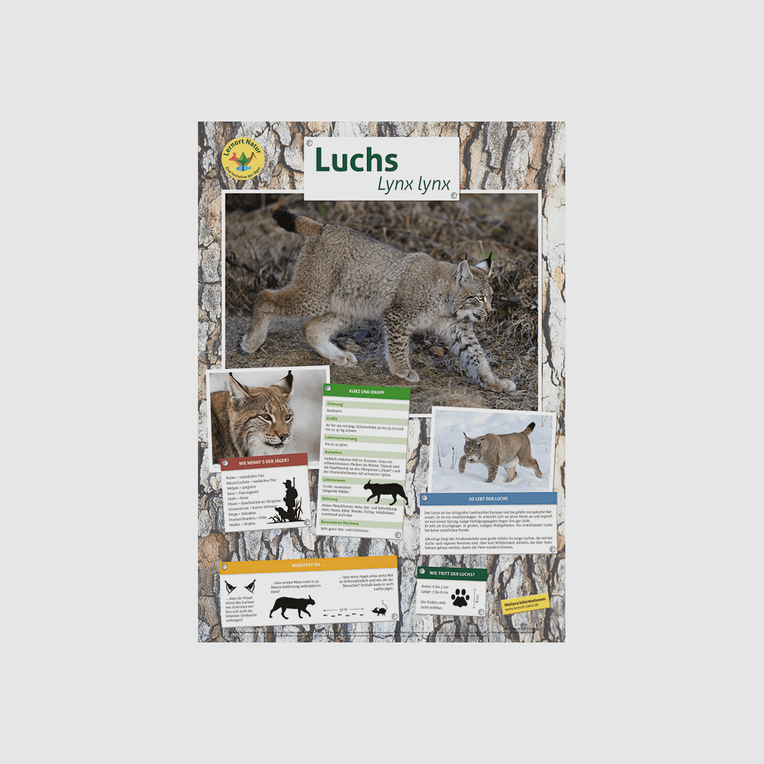 Lugar de aprendizaje naturaleza - Póster del lince