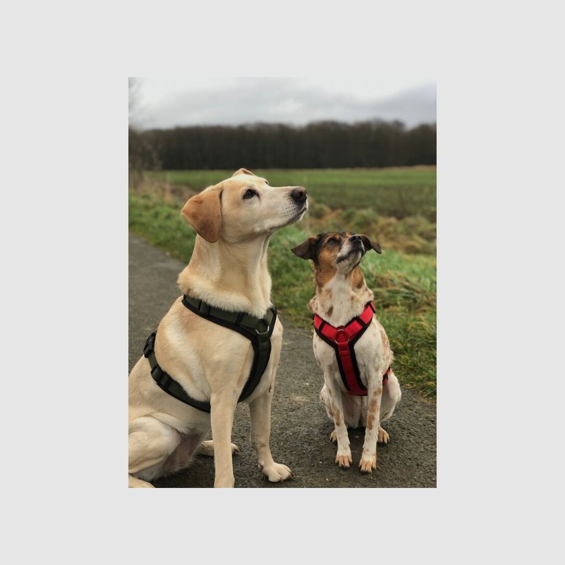 WowWow Hundegeschirr mit integrierter Leine Harness Khaki