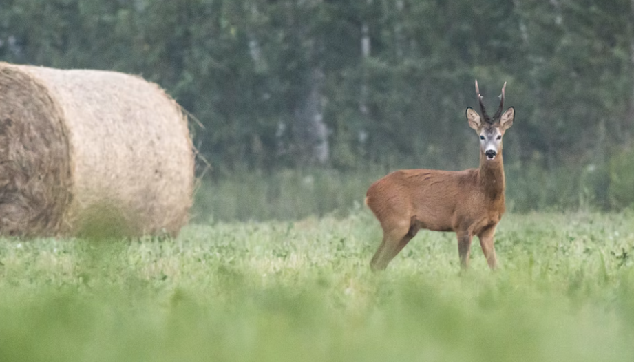 Punti di arresto nella caccia: Colpi sicuri a seconda della specie di selvaggina