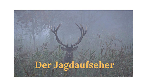 Red Stag / Jeleń  Hirschbrunft in Serbien