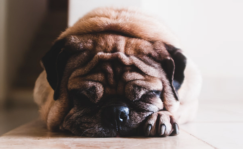 My Dog Has Diarrhea - What to Do?
