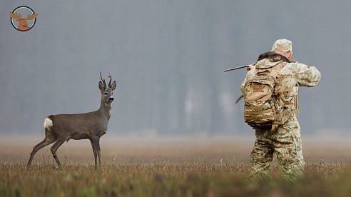 Best of Roebuck Hunting