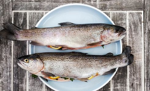 Wie man einen Fisch richtig ausnimmt: Schritte für Anfänger