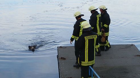 Mehrere Wildschweine aus Auensee gerettet Leipzig-Wahren [09.01.2016]