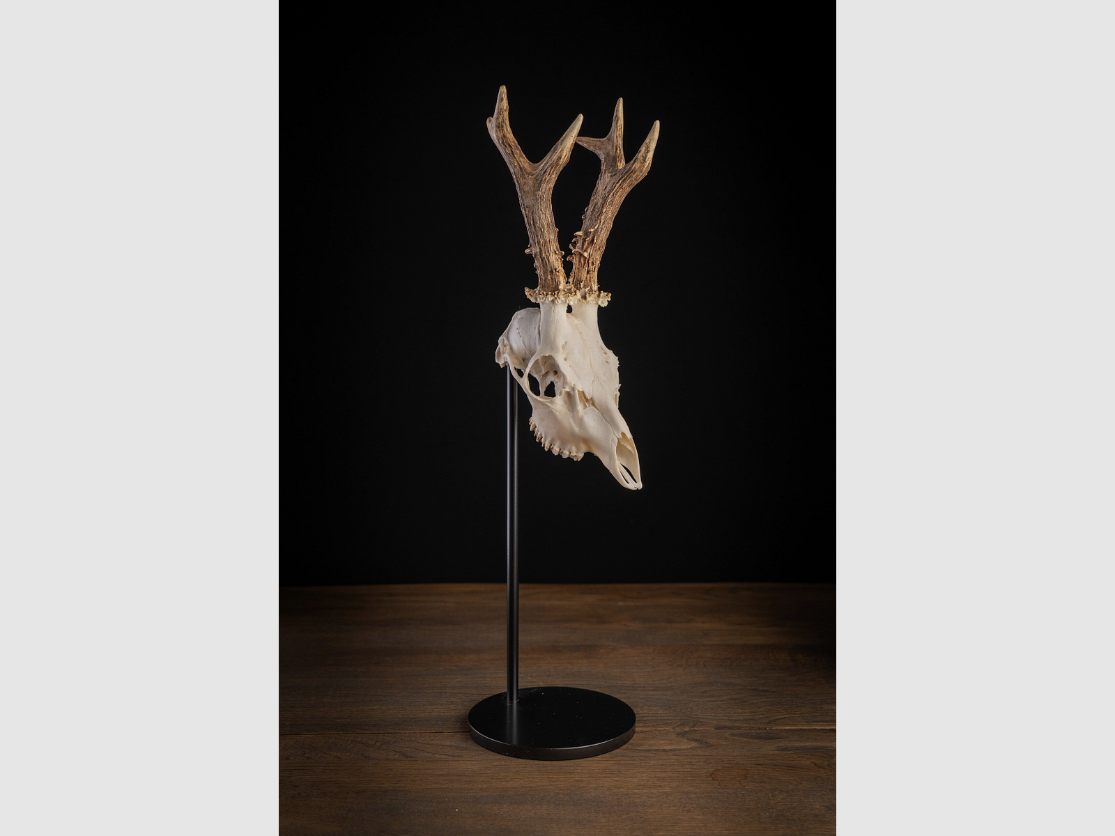 Waidmetall Trophy Stand Classic Round