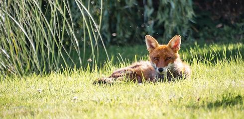 The lure hunt for the fox