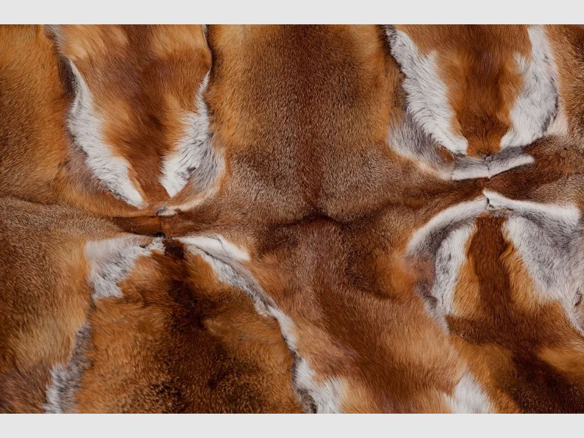 Hofstetter Rotfuchs Cavalli Decke